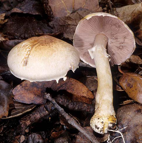 Agaricus semotus - Fungi species | sokos jishebi | სოკოს ჯიშები